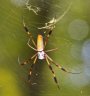 Golden Silk Orb Weaver - Photo by Doug Kimball
